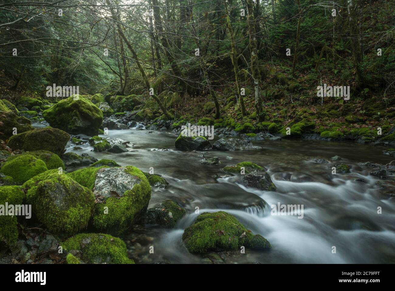 Fluss in Oregon mit moosigen Felsen, umgeben von Wald. Lange Belichtung Stockfoto