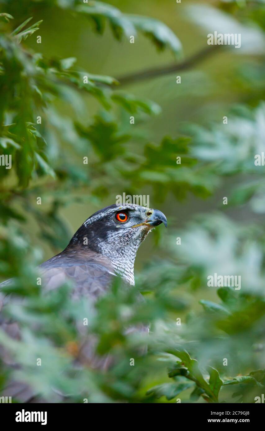 NÖRDLICHER HABICHT - AZOR COMUN (Accipiter gentilis) Stockfoto