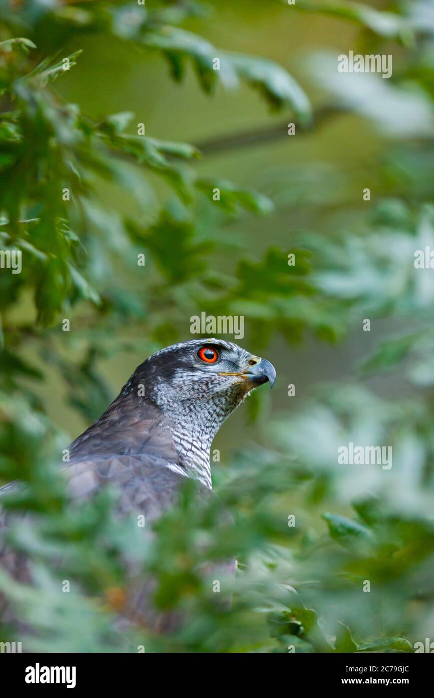 NÖRDLICHER HABICHT - AZOR COMUN (Accipiter gentilis) Stockfoto