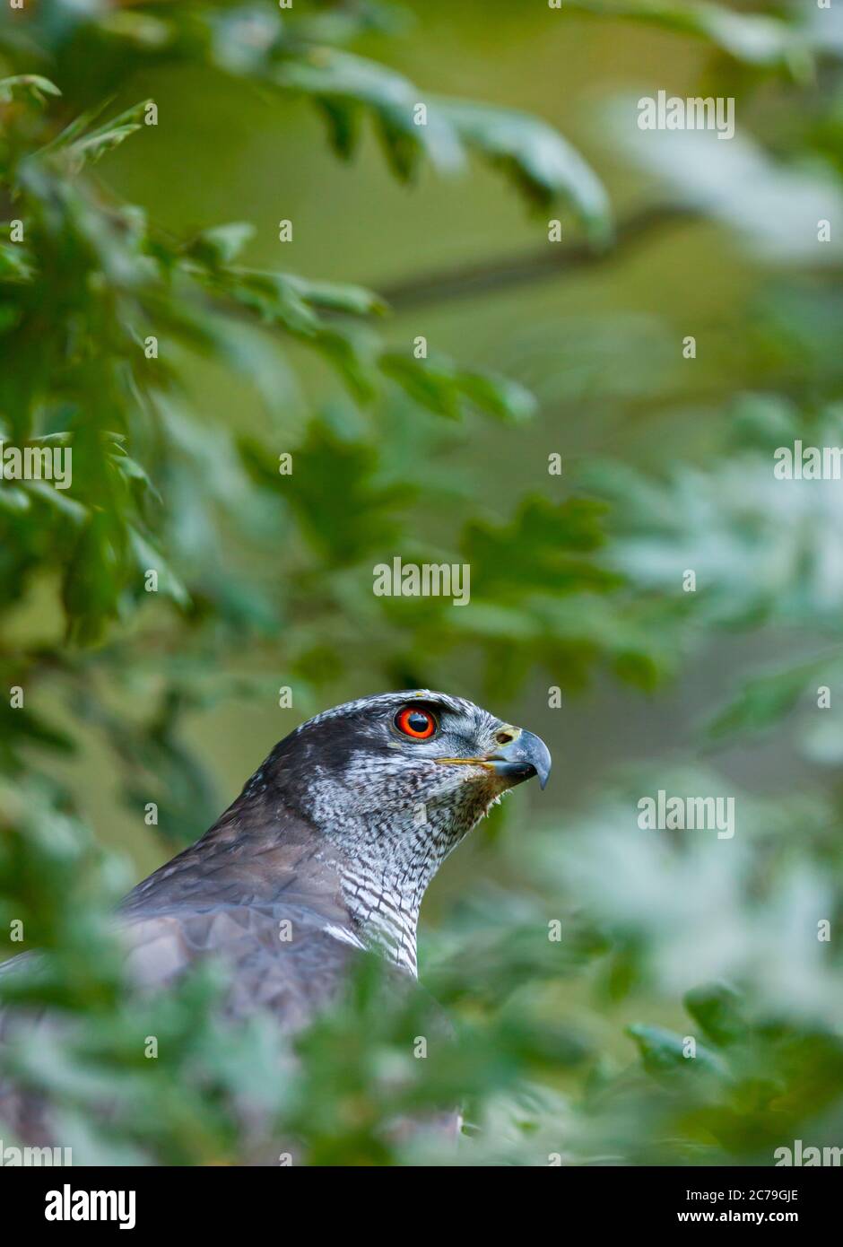 NÖRDLICHER HABICHT - AZOR COMUN (Accipiter gentilis) Stockfoto