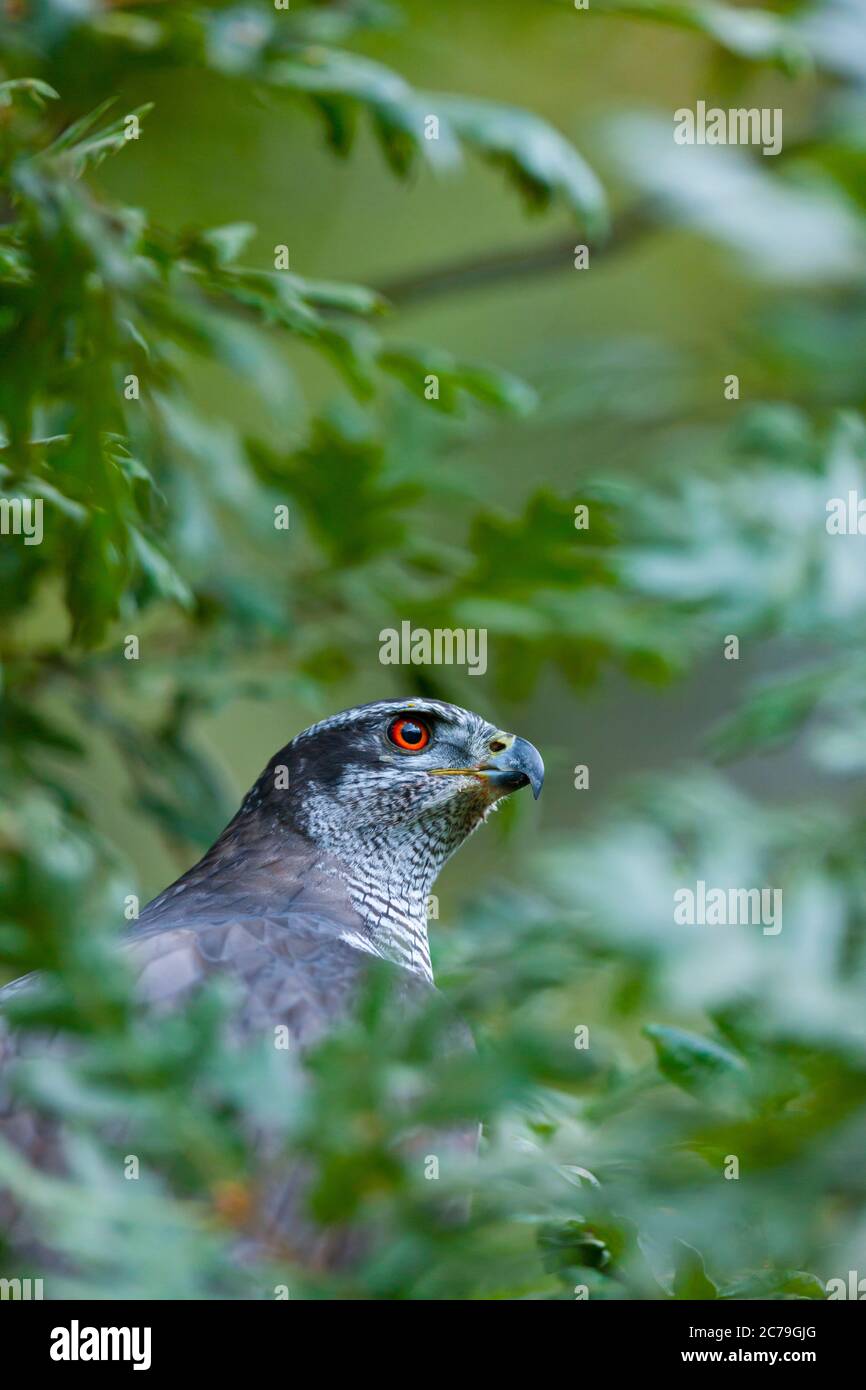 NÖRDLICHER HABICHT - AZOR COMUN (Accipiter gentilis) Stockfoto