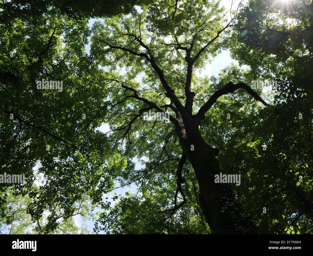 Großer Baum mit einem großen Baumstamm, dicken Ästen und vielen grünen Blättern Stockfoto