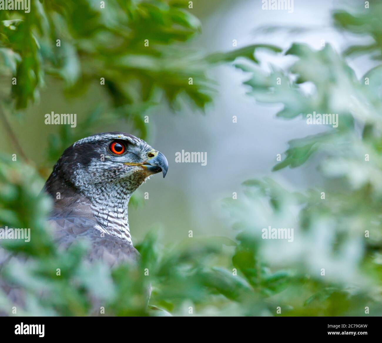 NÖRDLICHER HABICHT - AZOR COMUN (Accipiter gentilis) Stockfoto