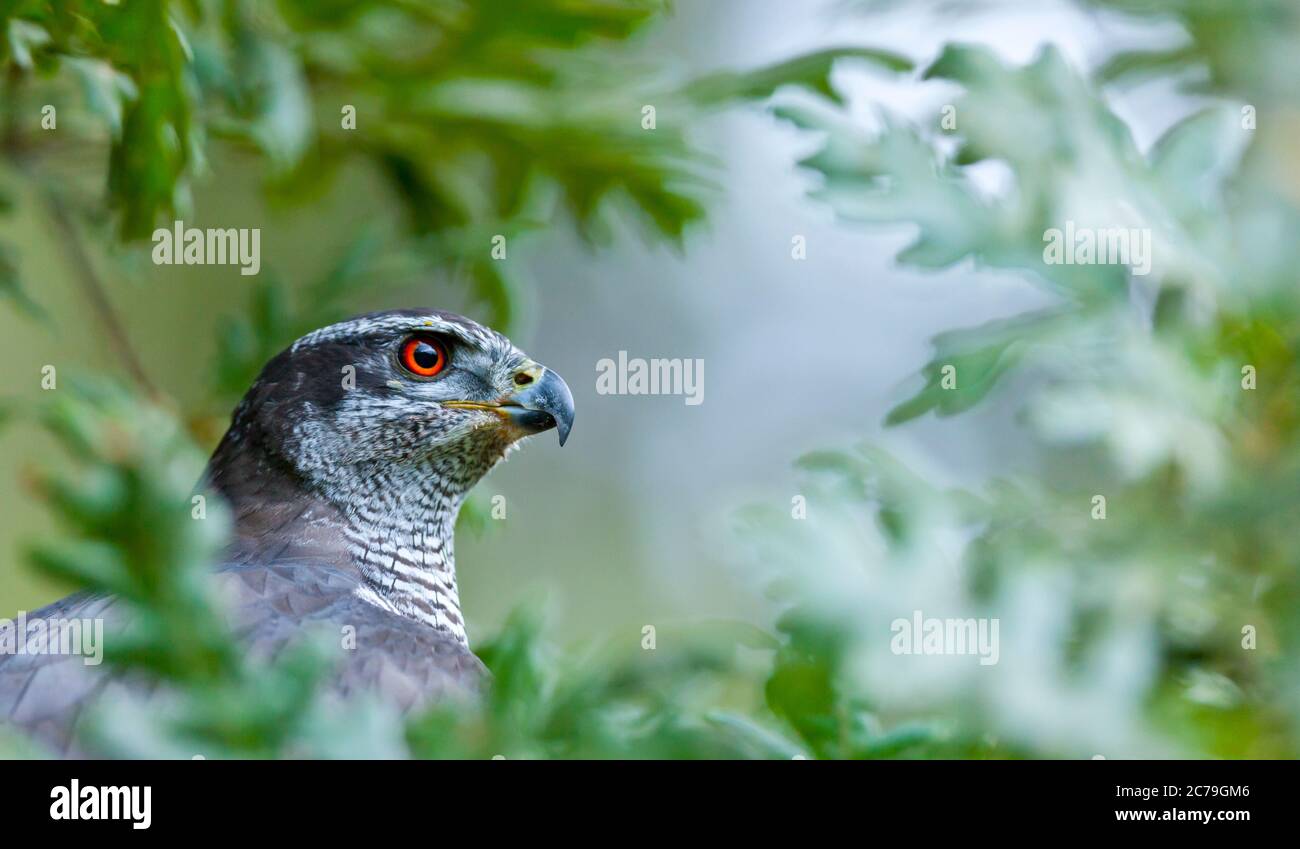 NÖRDLICHER HABICHT - AZOR COMUN (Accipiter gentilis) Stockfoto