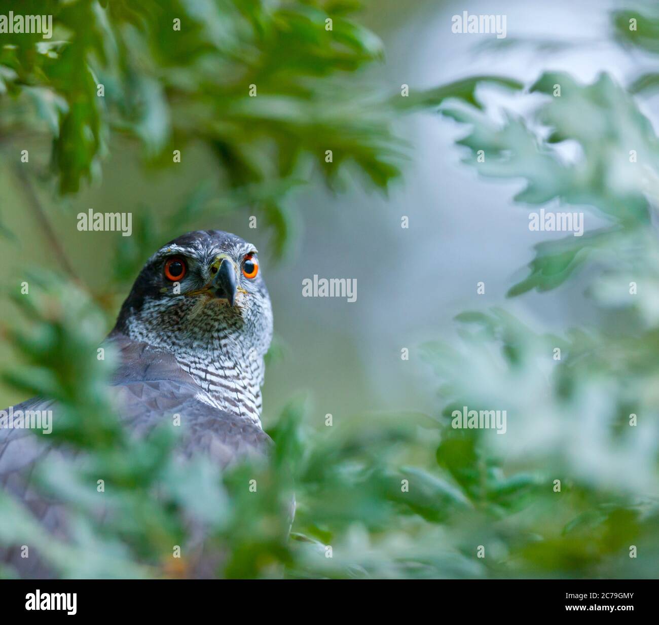 NÖRDLICHER HABICHT - AZOR COMUN (Accipiter gentilis) Stockfoto