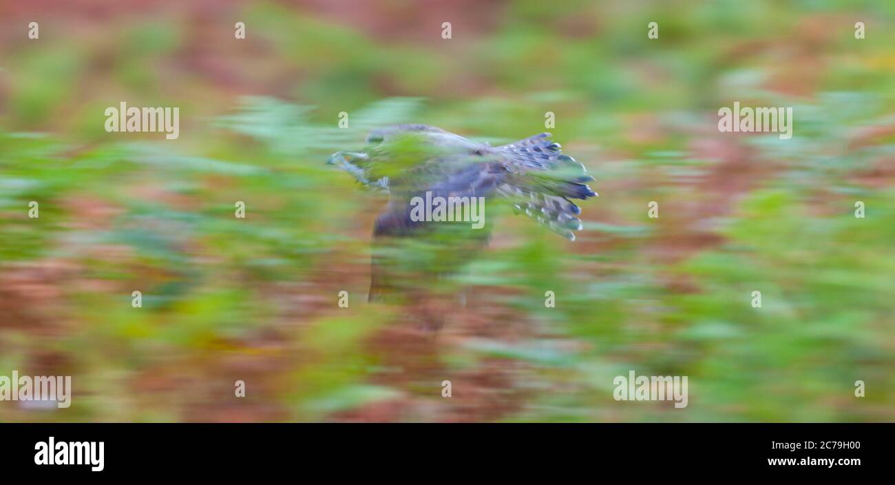 NÖRDLICHER HABICHT - AZOR COMUN (Accipiter gentilis) Stockfoto