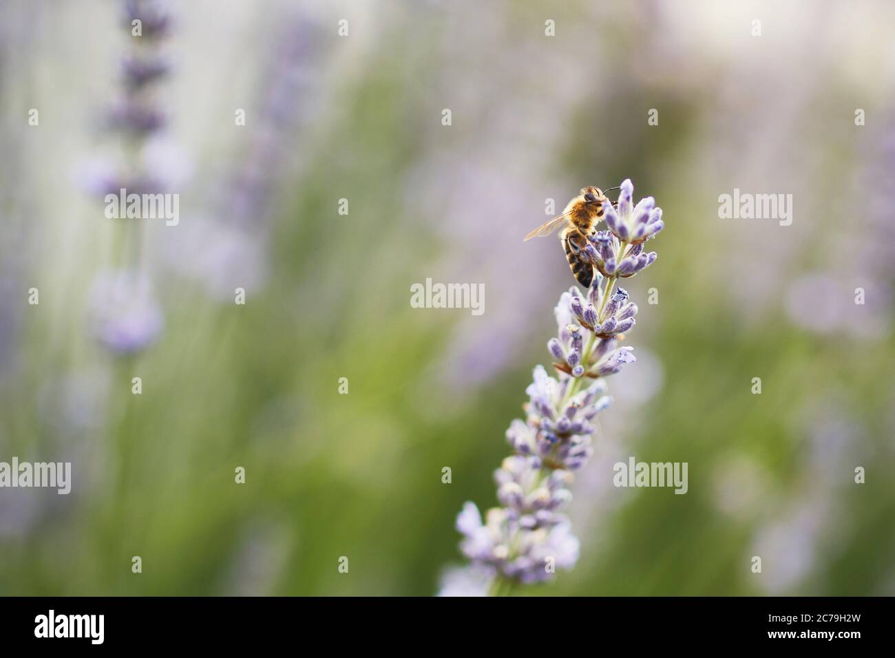Honigbiene sammelt Pollen aus Lavendelblüten. Stockfoto