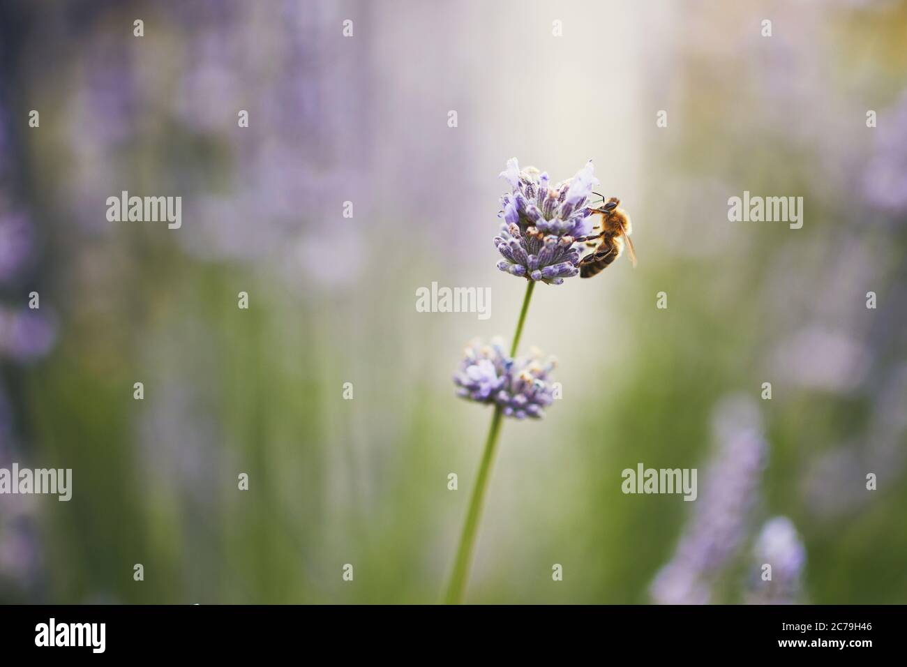 Honigbiene sammelt Pollen aus Lavendelblüten. Stockfoto