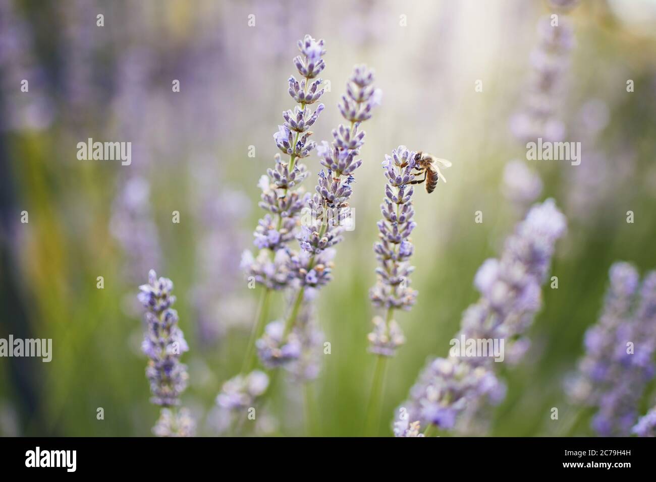 Honigbiene sammelt Pollen aus Lavendelblüten. Stockfoto