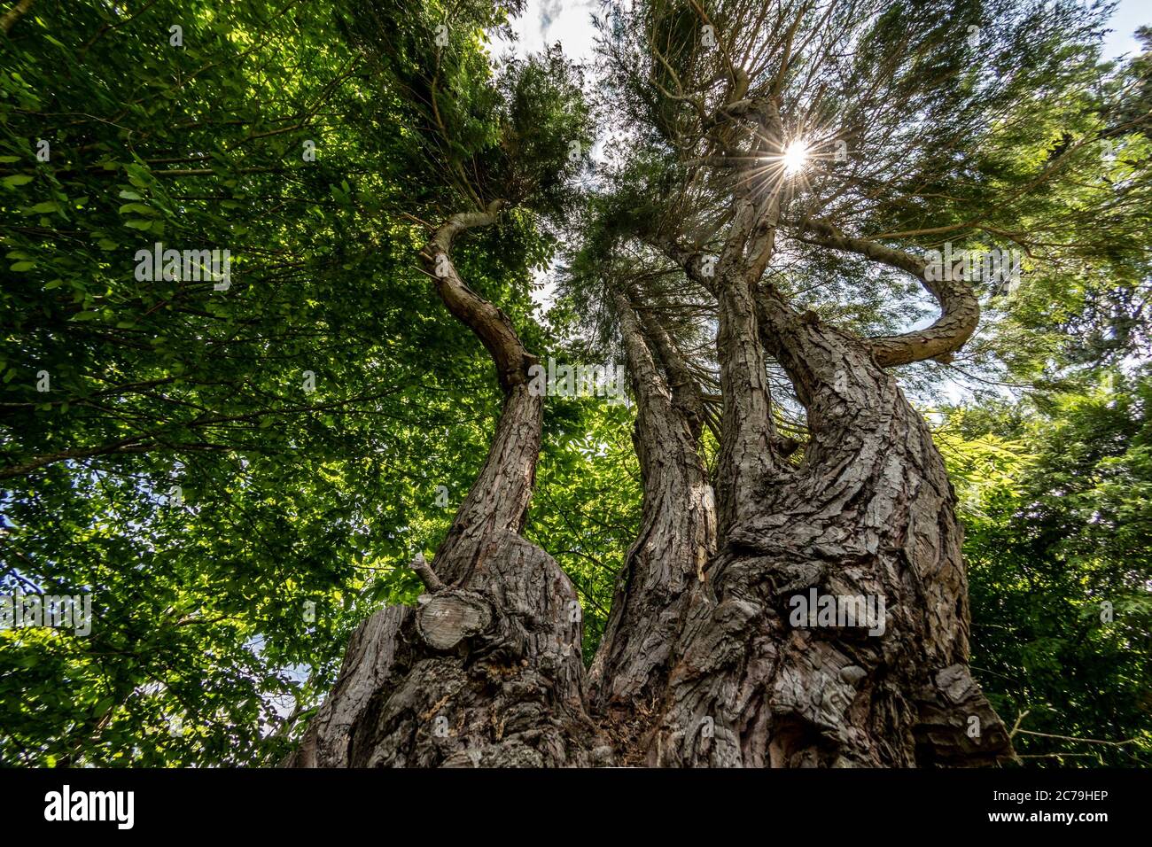 Großer Baum von unten während der Frühjahrssaison gesehen Stockfoto