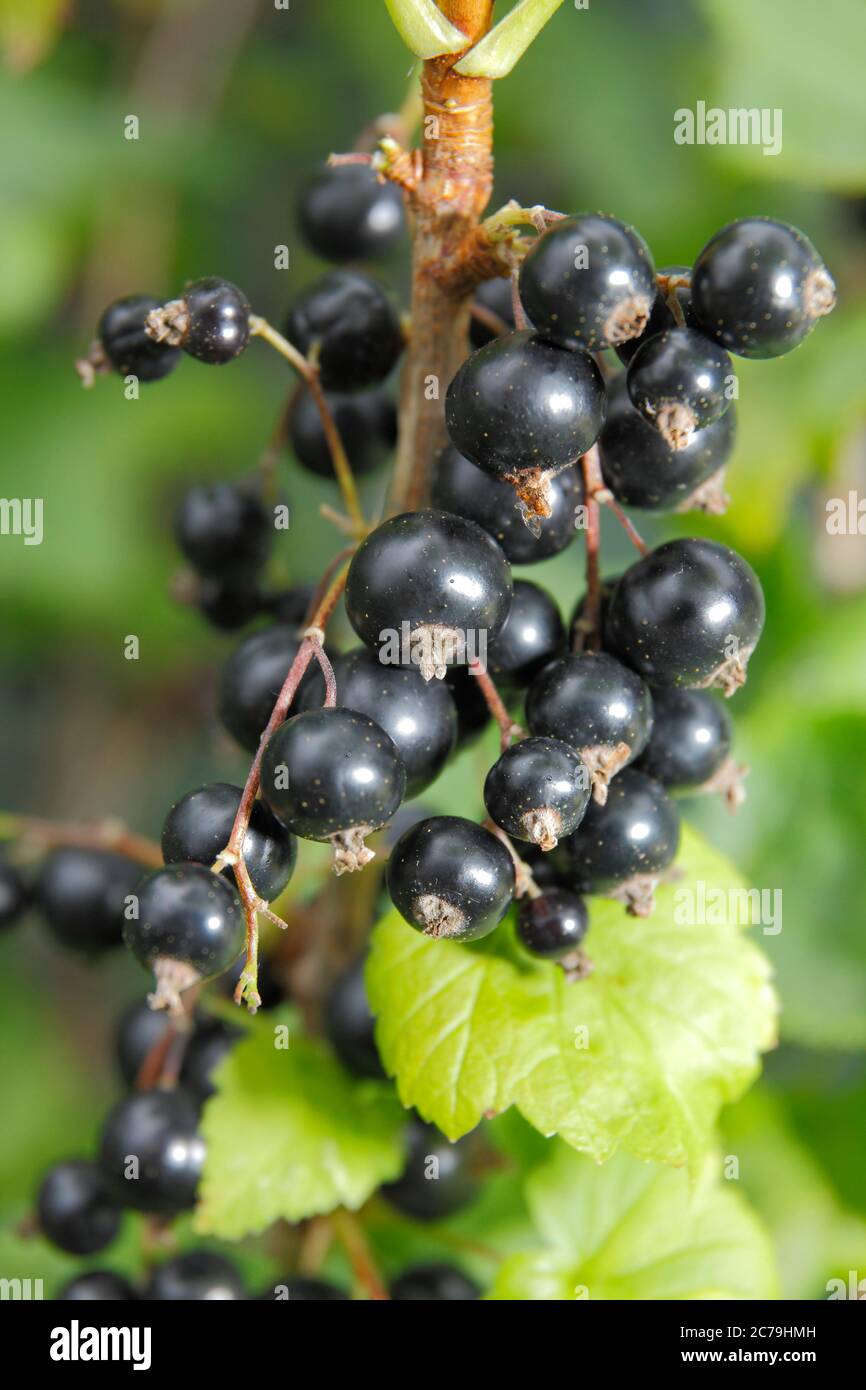 Ribes nigrum. Reife schwarze Johannisbeeren wachsen in einem englischen Sommergarten. GROSSBRITANNIEN. Stockfoto