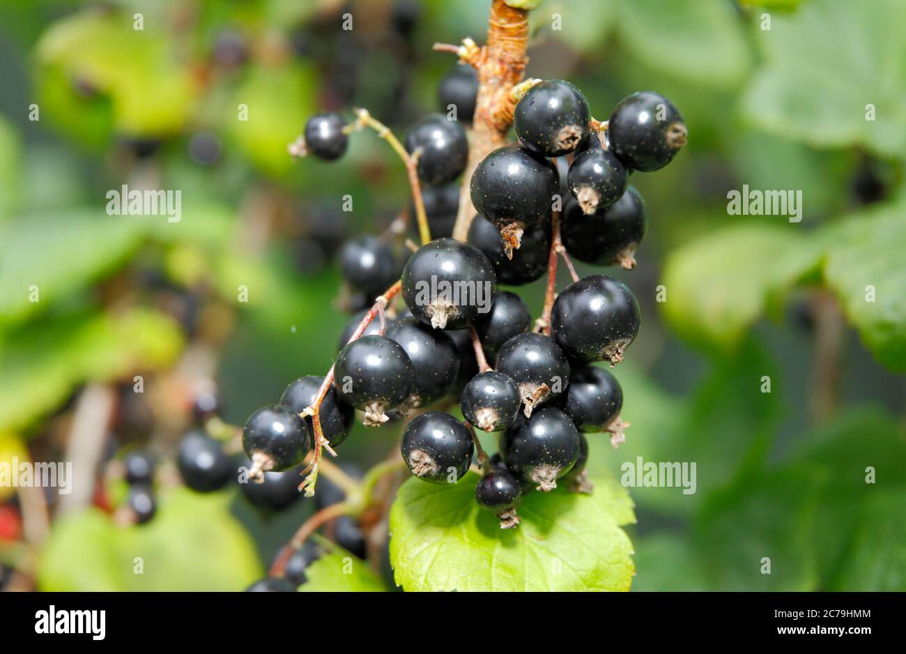 Ribes nigrum. Reife schwarze Johannisbeeren wachsen in einem englischen Sommergarten. GROSSBRITANNIEN. Stockfoto
