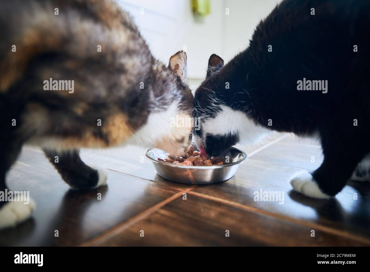 Häusliches Leben mit Haustier. Nette Katzen essen aus Schüssel zusammen. Stockfoto