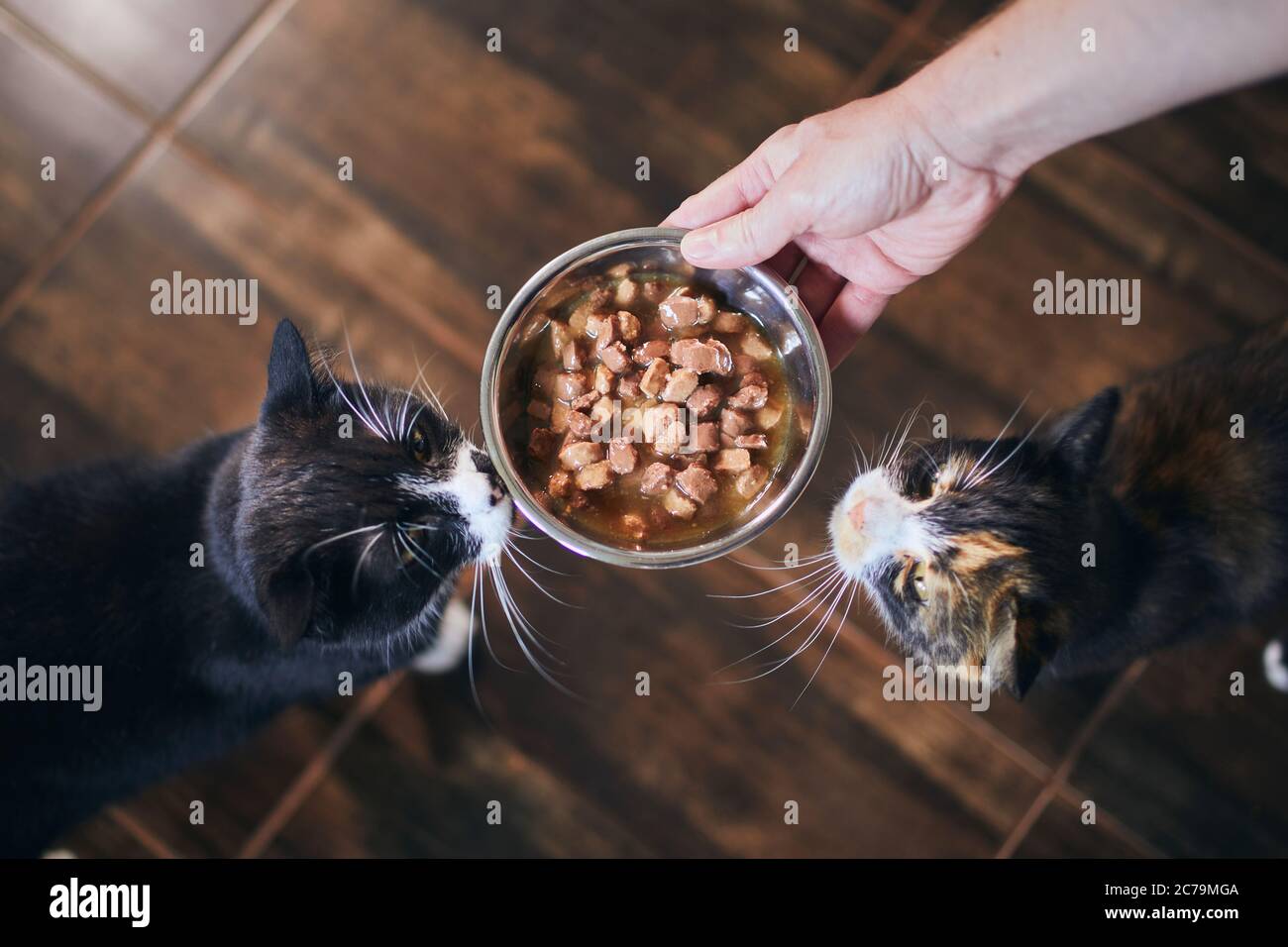 Häusliches Leben mit Haustier. Nette Katzen essen aus Schüssel zusammen. Stockfoto