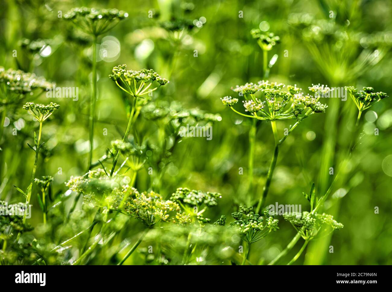 Wiese.Blütenstände von Wildkarotten. Weichfokus. Natürlicher Hintergrund. Stockfoto