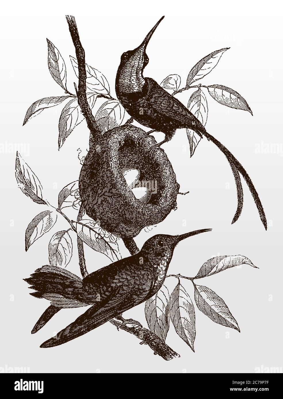 Zwei Kolibris der Art Purpurtopas, Topaza pella, auf einem Zweig in der Nähe eines Nestes mit zwei Eiern sitzend, nach einer antiken Illustration aus dem 19 Stock Vektor