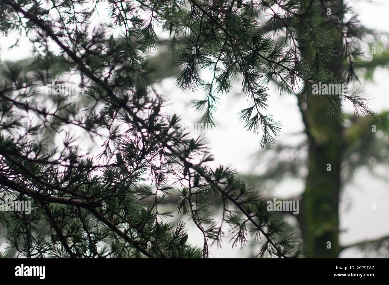 Nebliger Wintershoot zeigt sommergrüne tannenbäume mit spitzen Blättern, die im Nebel langsam in die Ferne verblassen Stockfoto