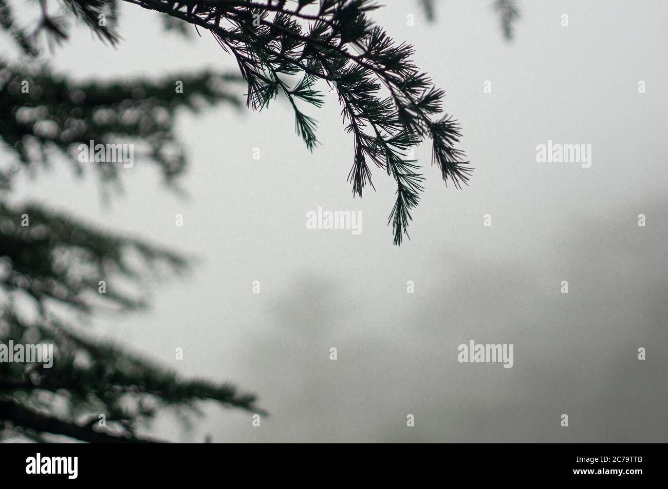 Nebliger Wintershoot zeigt sommergrüne tannenbäume mit spitzen Blättern, die im Nebel langsam in die Ferne verblassen Stockfoto