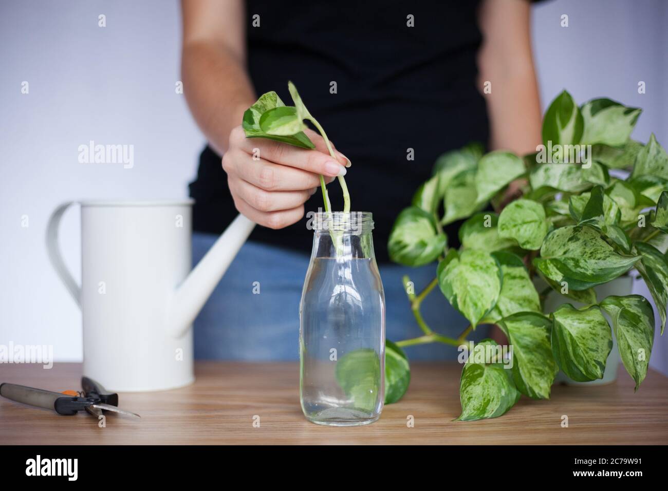 Junge Frau stellt Pflanzenschneiden für die Wasserausbreitung Stockfoto