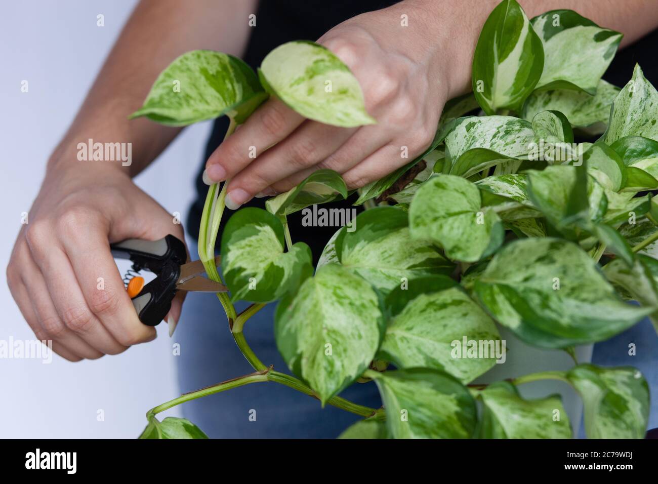 Frau Hände Clipping Pothos Pflanze Stockfoto