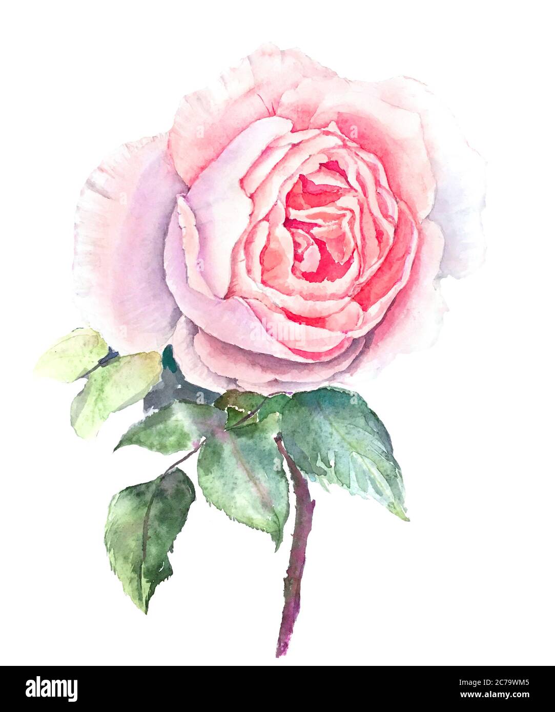 Rosa Rose isoliert auf einem weißen Hintergrund Aquarell Illustration Stockfoto