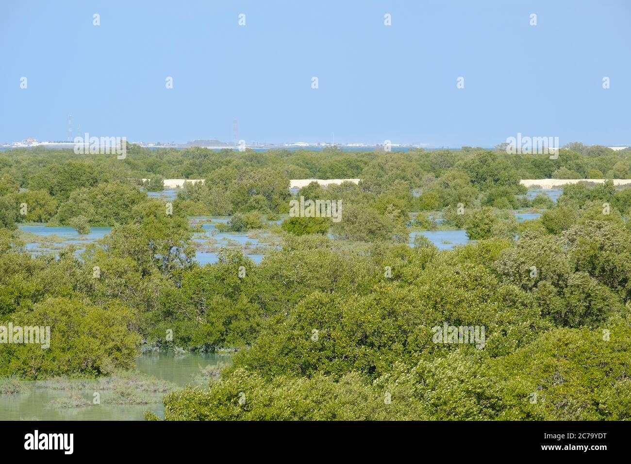 Blick auf Mangrovenbäume auf Yas Island Abu Dhabi Stockfoto