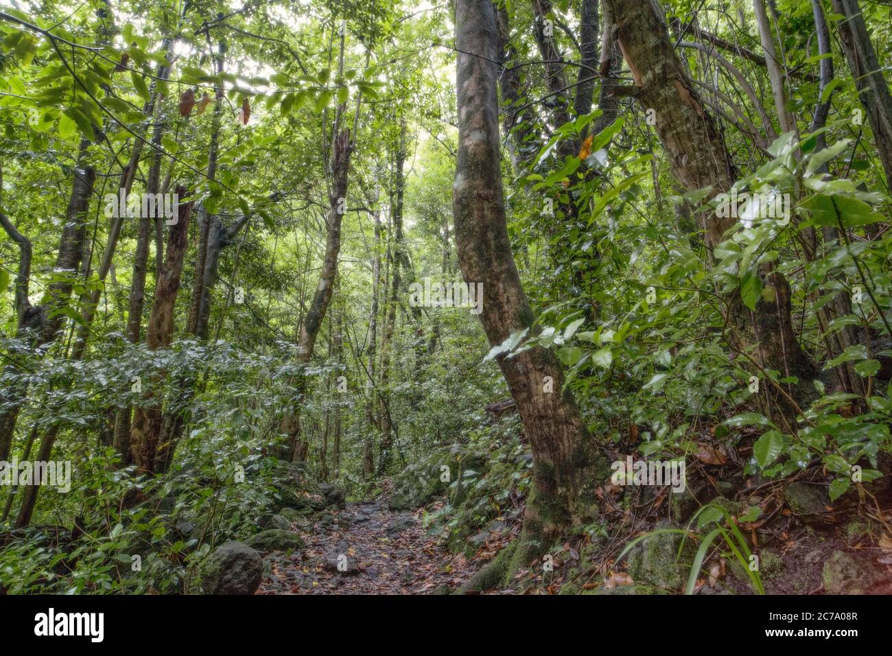 Pfad im Wald von Los Tilos Stockfoto