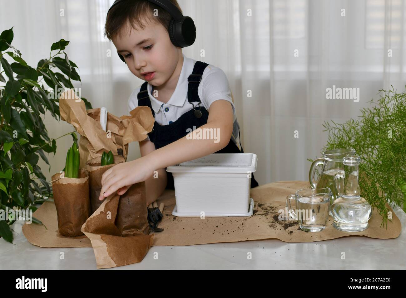 Der Junge ist mit der Pflanzung von Hyazinthen beschäftigt. Handflächen wickeln Papierbehälter mit bauchigen Sämlinge Blumen vorsichtig aus. Stockfoto