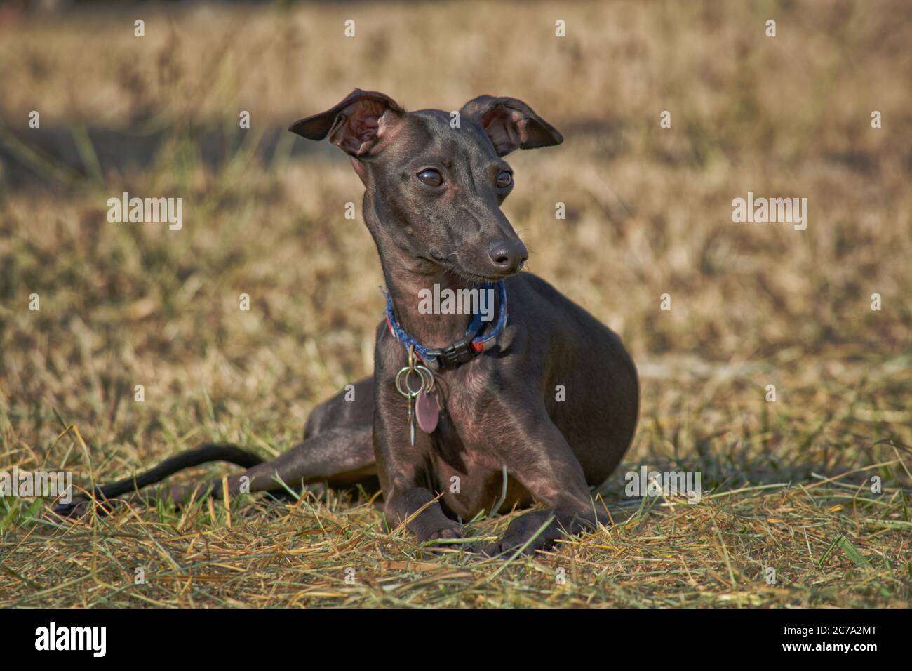 Italienischer Greyhound Welpe liegt in trockenem, braunem Gras und schaut nach rechts von der Kamera Stockfoto