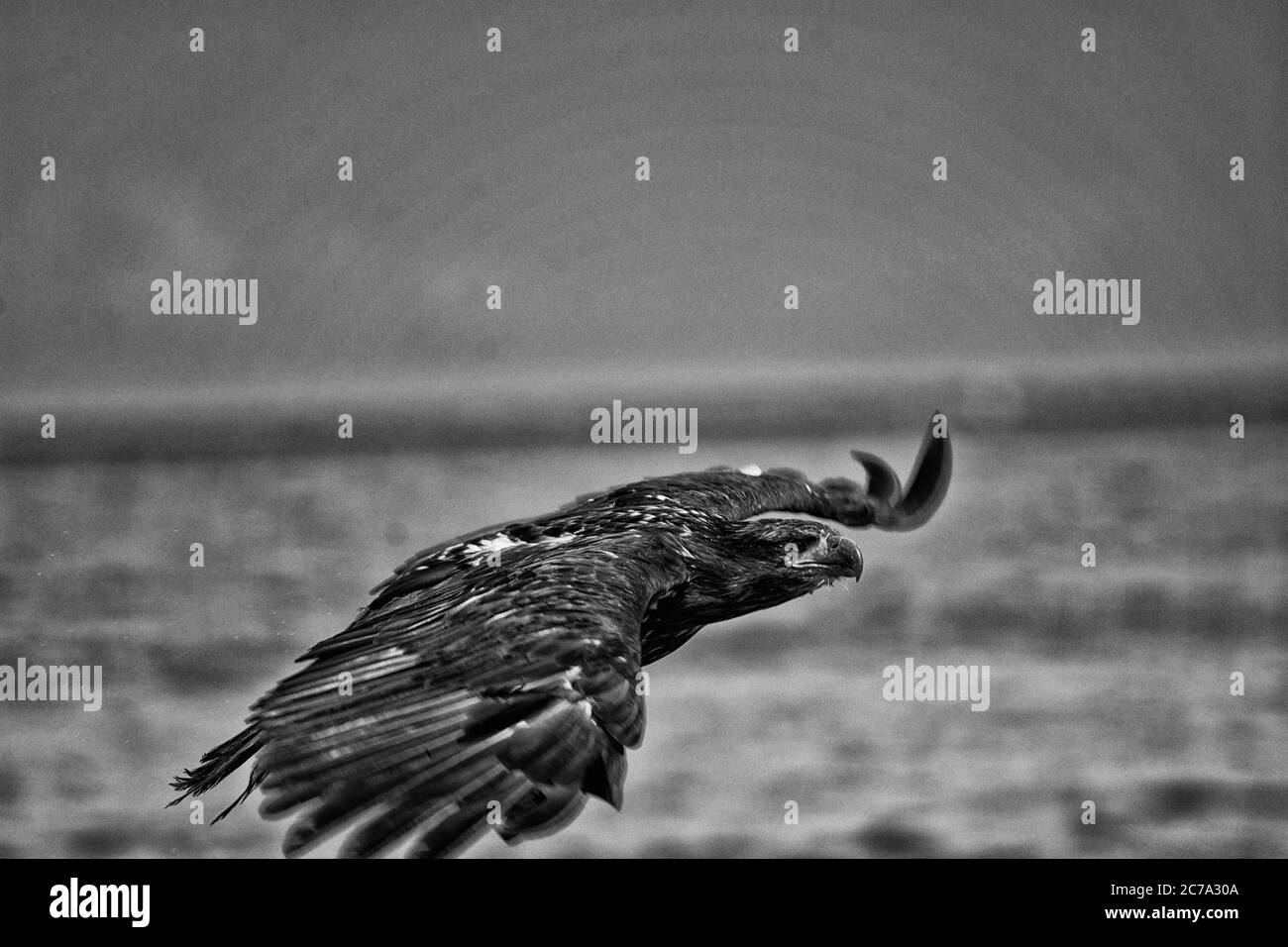 Seitenansicht eines unreifen Weißkopfseeadlers, der tief mit ausgestreckten Flügeln fliegt. Stockfoto