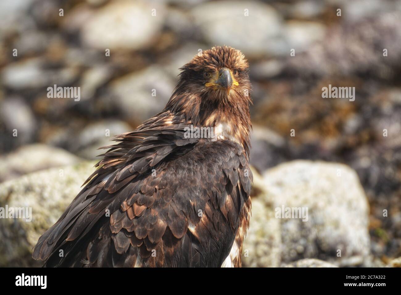 Unreifer Weißkopfseeadler, der die Kamera vor einem felsigen Strand-Hintergrund anschaut. Stockfoto