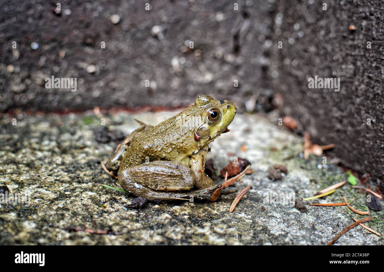 Frosch in einer Betonecke Stockfoto