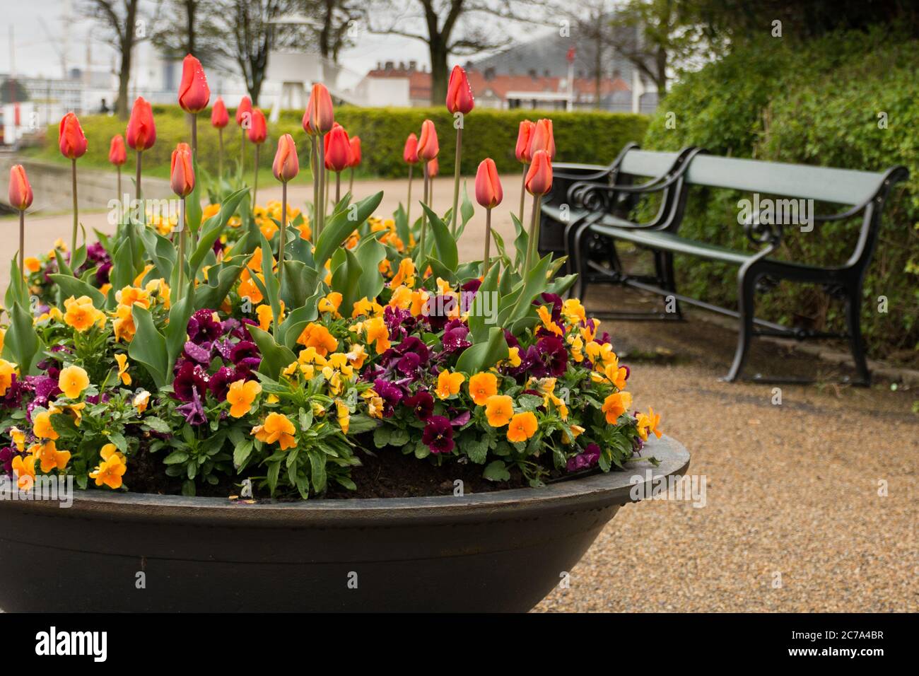 Eine große Pflanzung von Tulpen und anderen Blumen sitzt vor einer Kopenhagener Bank in Dänemark. Stockfoto