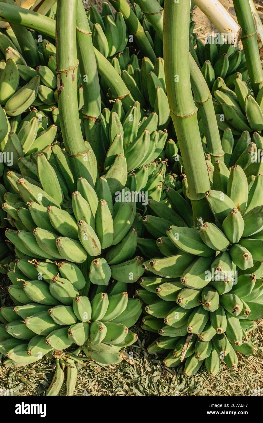 Bananenbäume ernten. Bananenstaude. Frische grüne Banane für den Export. Stockfoto