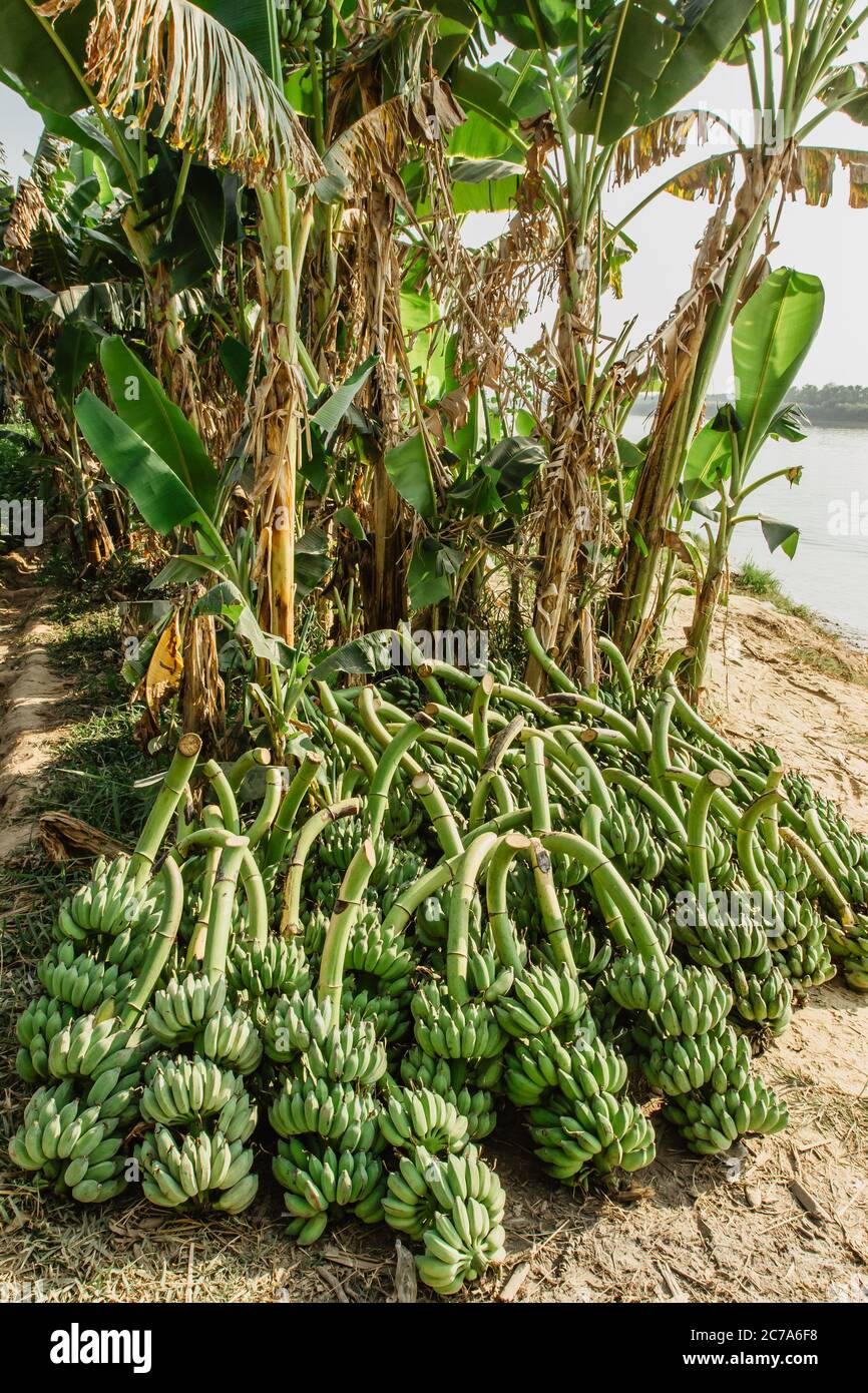 Bananenbäume ernten. Bananenstaude. Frische grüne Banane für den Export. Stockfoto