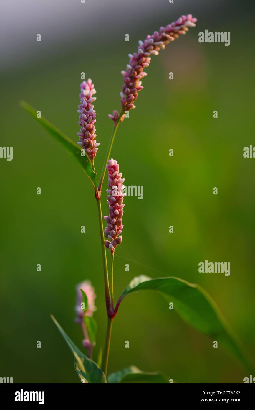 Blüten eines Rotschenkels (Persicaria maculosa). Nahaufnahme Stockfoto
