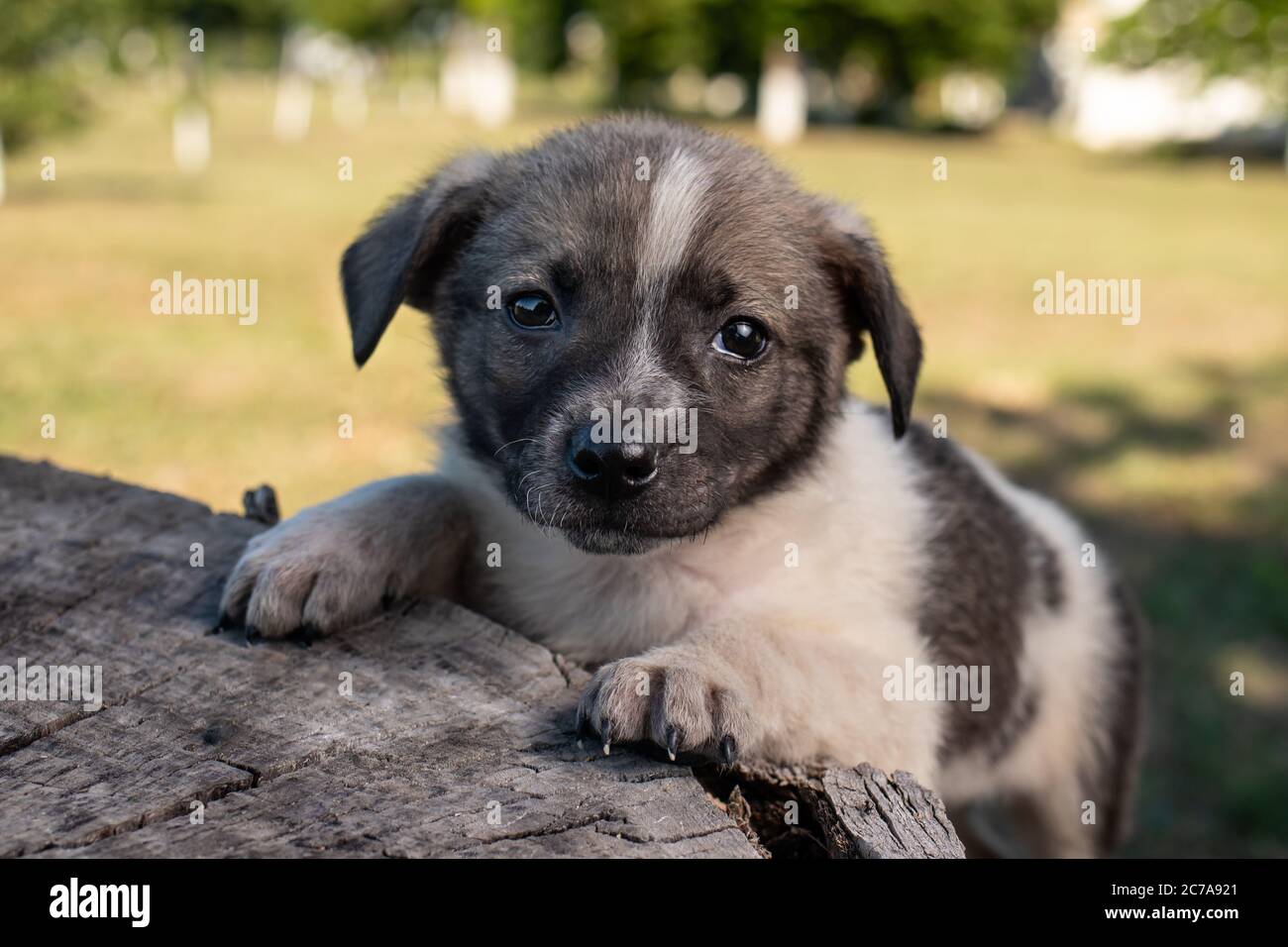 Ein kleiner Putsch sitzt auf der Straße auf einem Stumpf. Schöne niedliche Hund im Alter von 2 Monaten, Haustier. Stockfoto