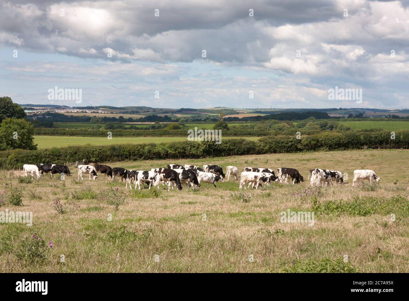 Pastoralszene in Hardys Geburtsort in Upper Bockhampton, bei Dorchester, Dorset, England Stockfoto