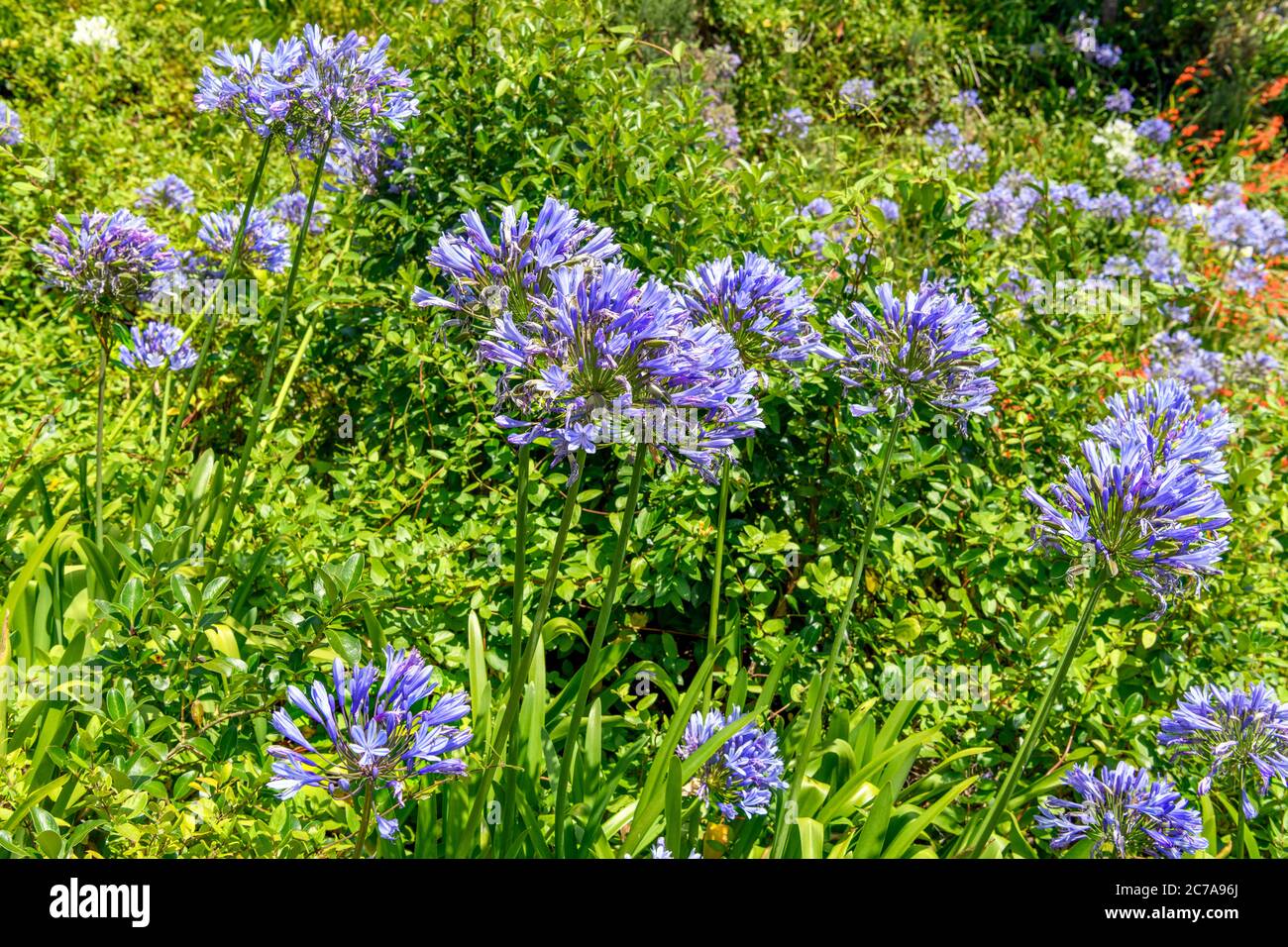 Agapanthus (Agapanthus praecox) wächst wild in Karangahake Gorge, North Island, Neuseeland Stockfoto