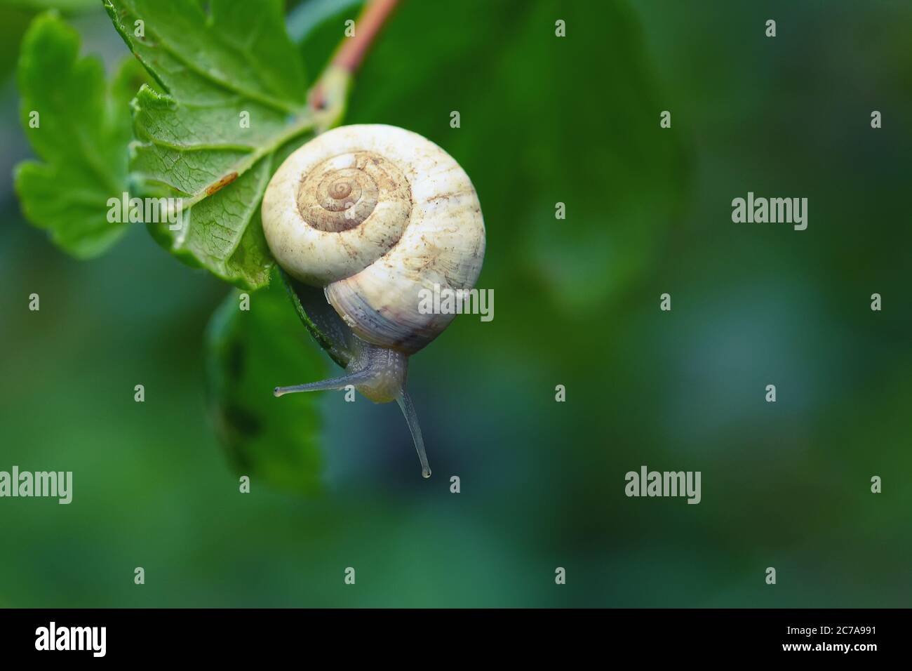 Neugierige Schnecke im Garten auf grünem Blatt. Grüner Hintergrund Stockfoto