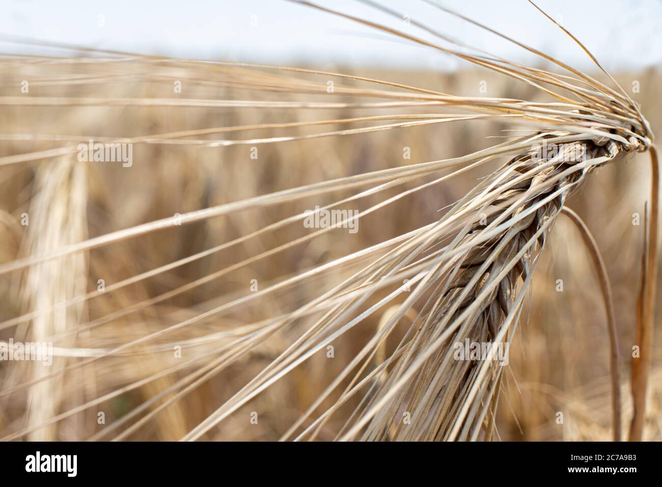 Gelbes Feld des Frühlings gewöhnliche Gerste, Anbau von Getreide im Sommer, Getreide Stockfoto