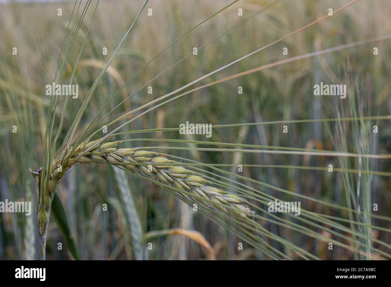 Grünes Feld des Frühlings gewöhnliche Gerste, Anbau von Getreide im Sommer, Getreide Stockfoto