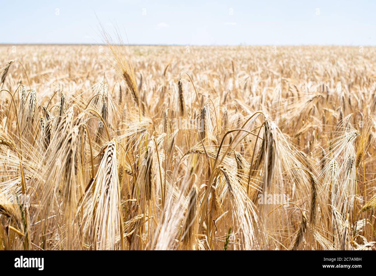 Gelbes Feld des Frühlings gewöhnliche Gerste, Anbau von Getreide im Sommer, Getreide Stockfoto