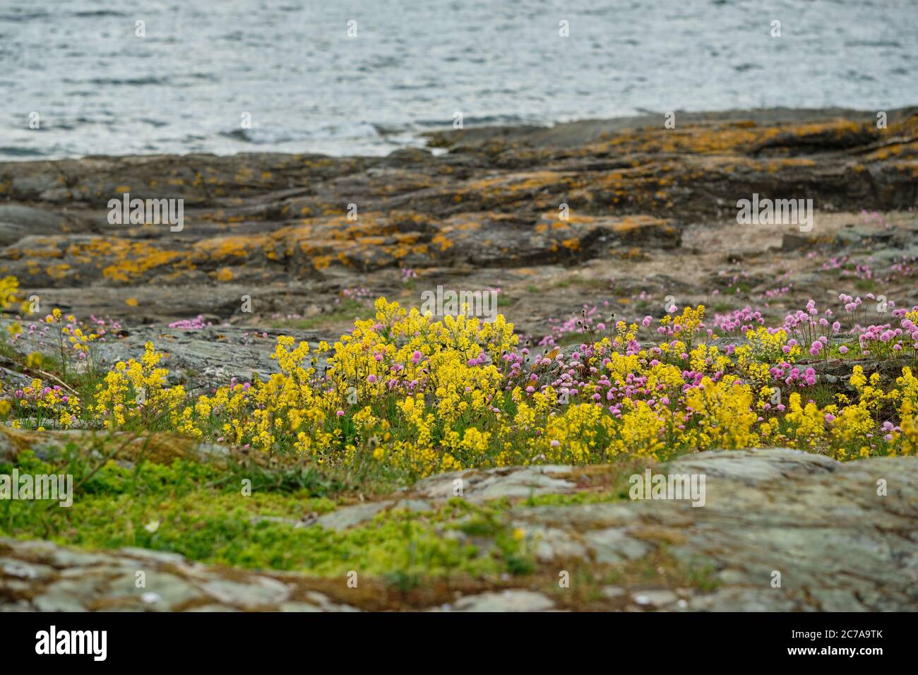 Skandinavische Natur. Wildblumen blühen auf der Insel Malmøya. Flisebukta, Malmøya, Oslo, Norwegen. Stockfoto