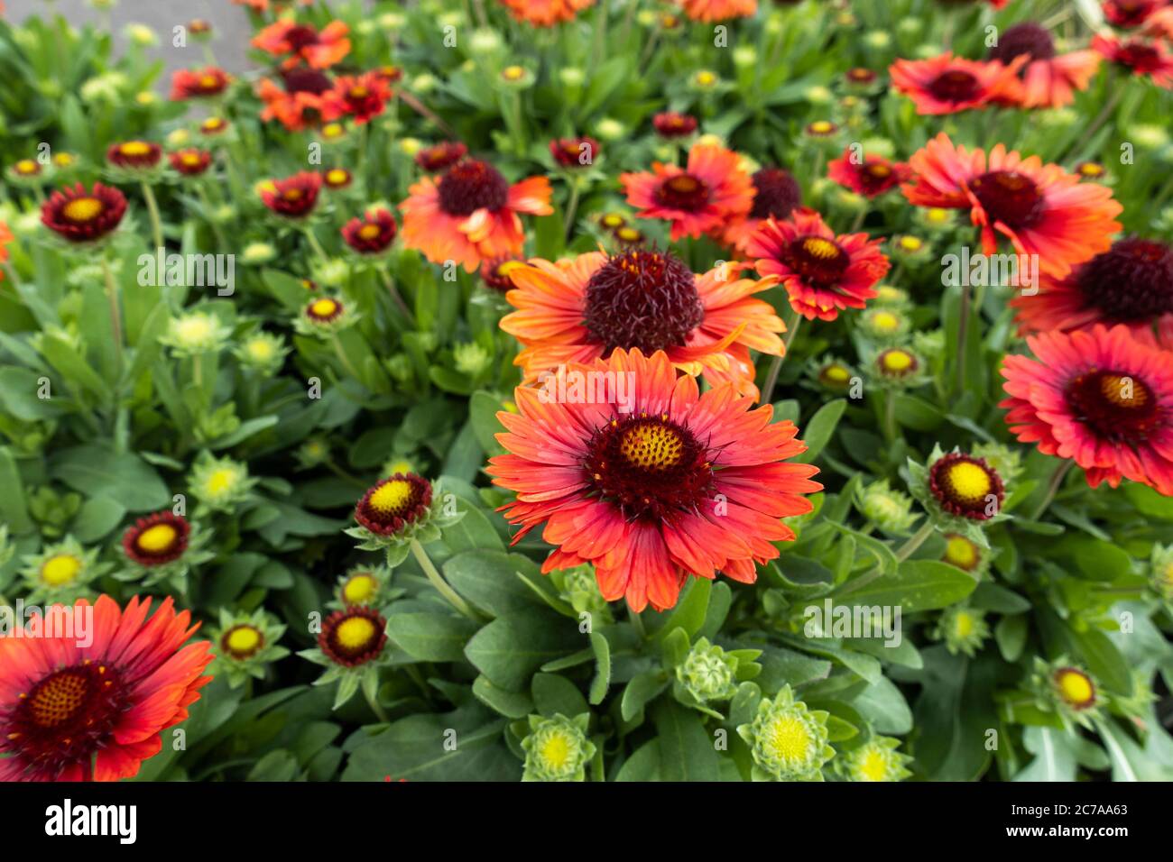 Nahaufnahme von Gaillardia aristata SpinTop Red Starburst - Blanket Flowers, die im Juli in Großbritannien blühen Stockfoto