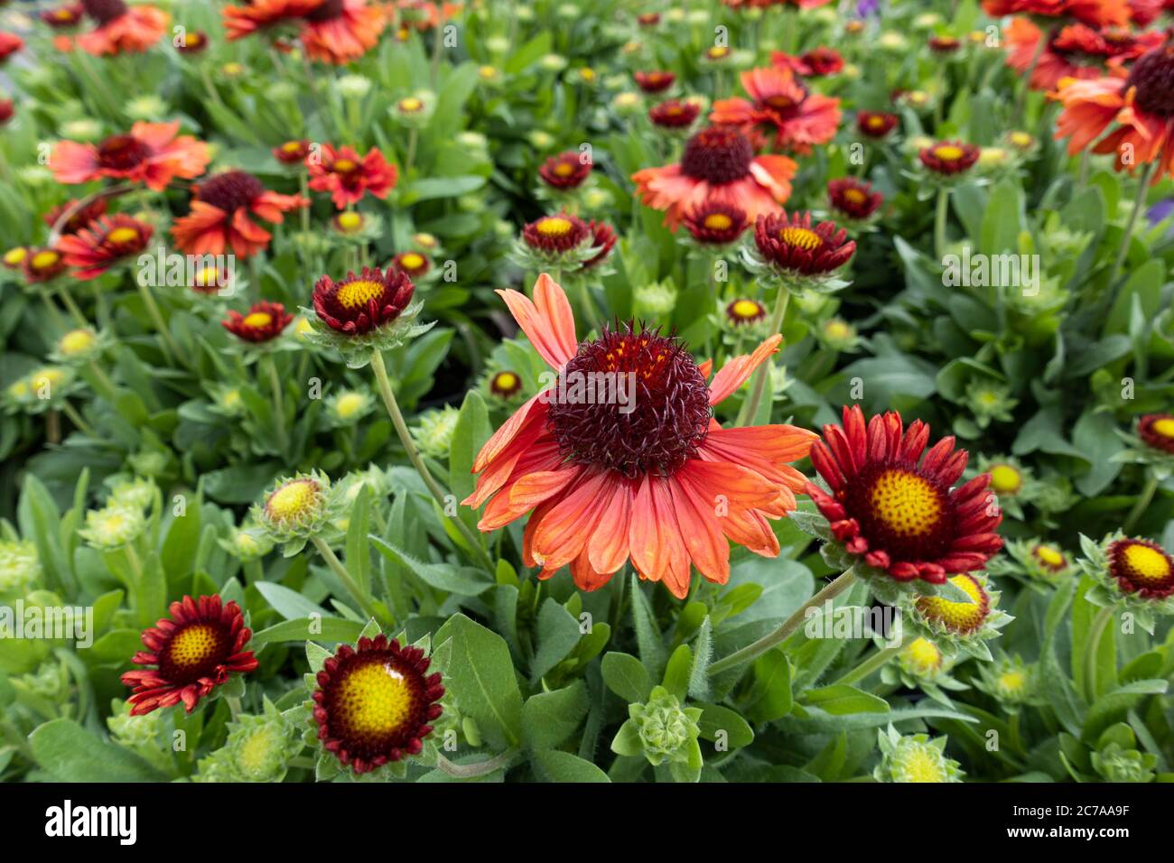 Nahaufnahme von Gaillardia Aristata SpinTop Red Starburst - Blanket Flowers, die im Juli in Großbritannien blühen Stockfoto