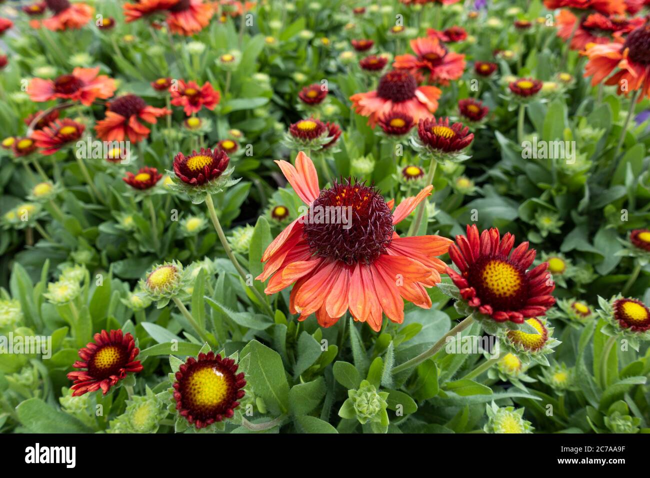 Gaillardia red starburst hotsell