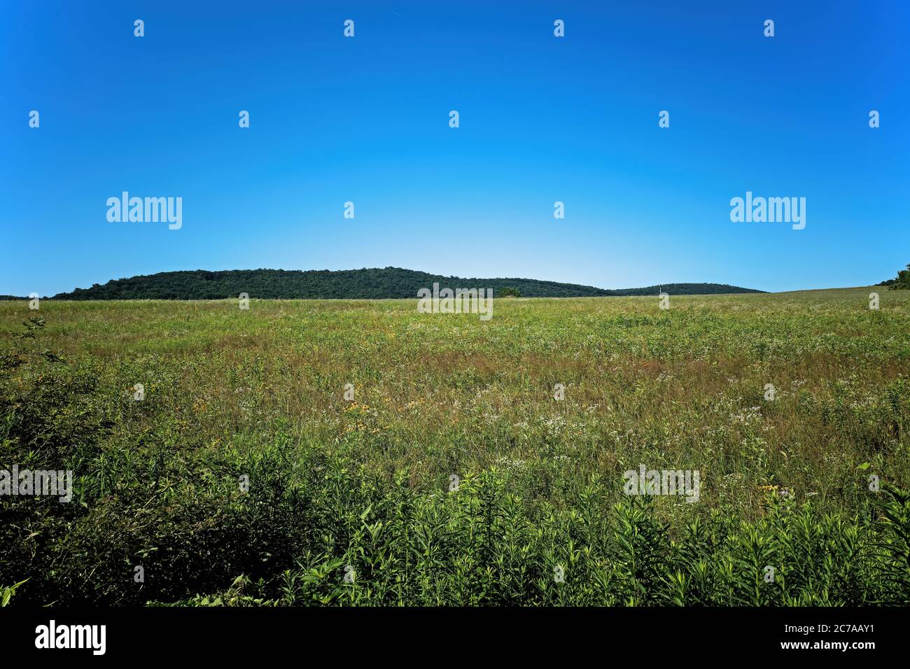 Wiese mit Berg im Hintergrund. Eine Wiese ist ein offener Lebensraum, oder Feld, bepflanzt von Gras, Kräutern und einheimischen Bestäuberpflanzen Stockfoto