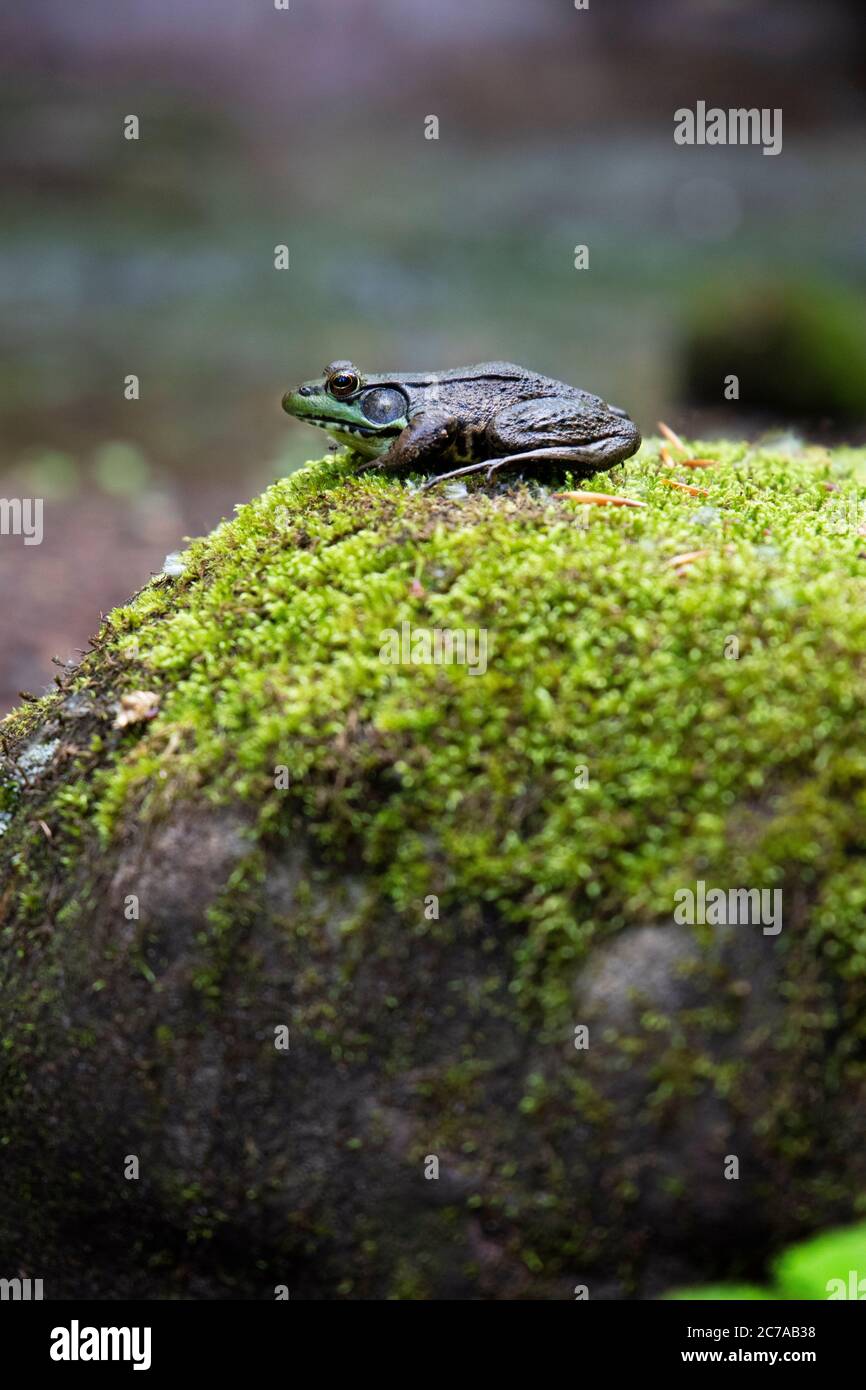 Green Frog auf Rock neben dem Fluss Stockfoto