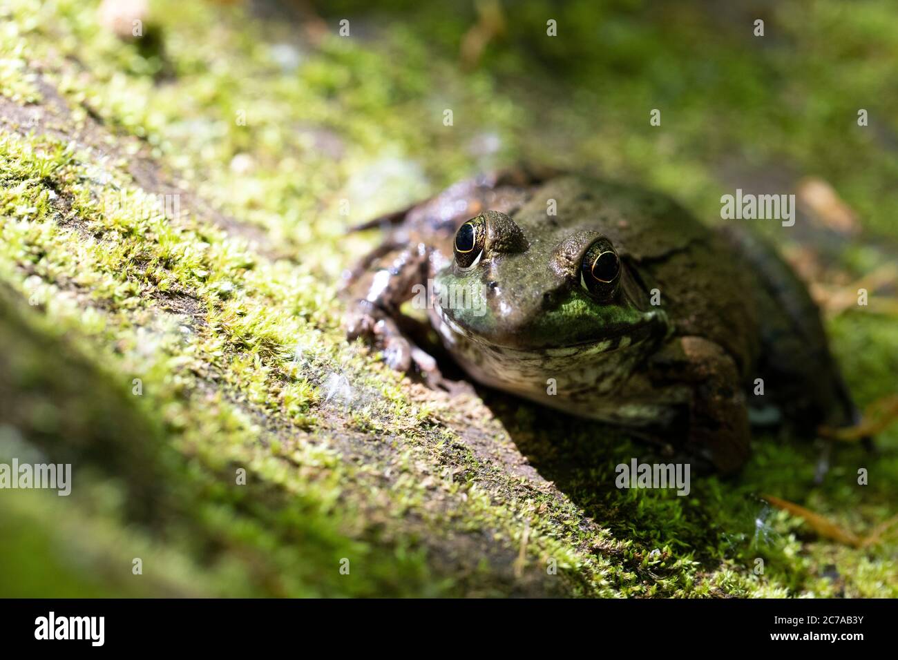 Gesicht eines Frosches Stockfoto